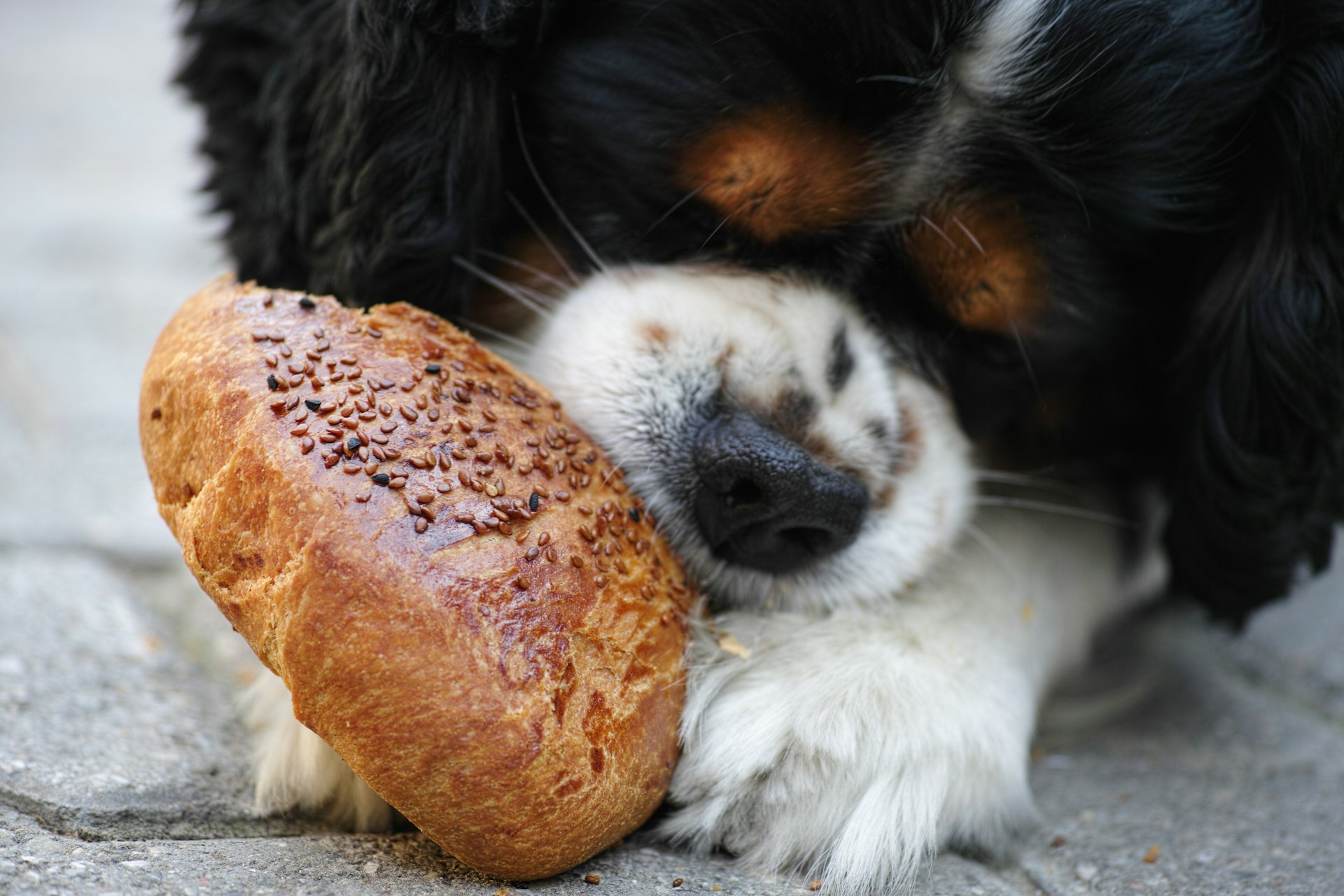 black white and brown long coated dog